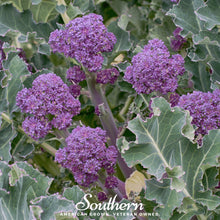Load image into Gallery viewer, Broccoli, Purple Sprouting