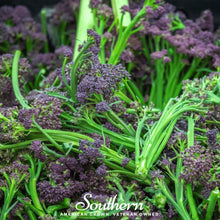 Load image into Gallery viewer, Broccoli, Purple Sprouting
