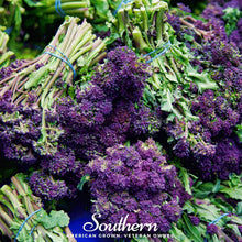 Load image into Gallery viewer, Broccoli, Purple Sprouting