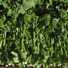 Load image into Gallery viewer, Broccoli, Rapini Raab
