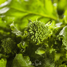 Load image into Gallery viewer, Broccoli, Rapini Raab