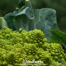 Load image into Gallery viewer, Broccoli, Romanesco