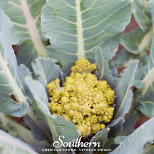 Load image into Gallery viewer, Broccoli, Romanesco