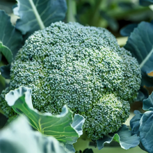 Load image into Gallery viewer, Broccoli, Waltham 29