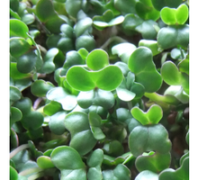 Load image into Gallery viewer, Microgreens, Broccoli