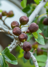 Load image into Gallery viewer, Fig, Brown Turkey