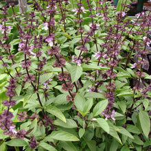 Load image into Gallery viewer, Basil, Thai - Organic