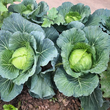 Load image into Gallery viewer, Cabbage, Copenhagen Market Early