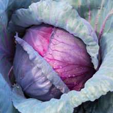 Load image into Gallery viewer, Cabbage, Red Acre