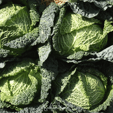Load image into Gallery viewer, Cabbage, Savoy