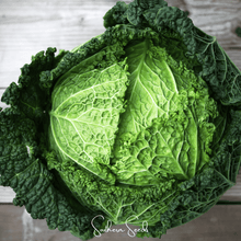 Load image into Gallery viewer, Cabbage, Savoy