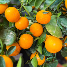 Load image into Gallery viewer, Orange, Calamondin