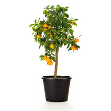 Load image into Gallery viewer, Orange, Calamondin