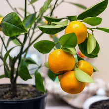 Load image into Gallery viewer, Orange, Calamondin