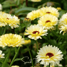 Load image into Gallery viewer, Calendula, Ivory Princess