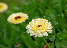 Load image into Gallery viewer, Calendula, Ivory Princess