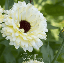 Load image into Gallery viewer, Calendula, Ivory Princess