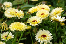 Load image into Gallery viewer, Calendula, Ivory Princess