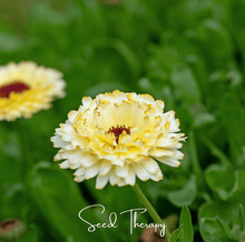 Load image into Gallery viewer, Calendula, Ivory Princess