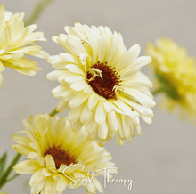 Load image into Gallery viewer, Calendula, Ivory Princess