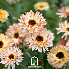 Load image into Gallery viewer, Calendula, Sunset Buff
