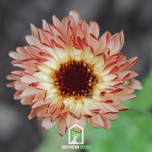 Load image into Gallery viewer, Calendula, Sunset Buff