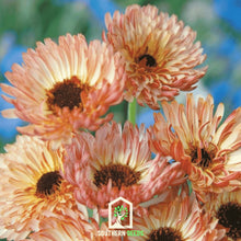 Load image into Gallery viewer, Calendula, Sunset Buff