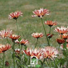 Load image into Gallery viewer, Calendula, Sunset Buff