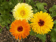 Load image into Gallery viewer, Calendula, Pacific Beauty