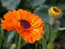 Load image into Gallery viewer, Calendula, Pacific Beauty