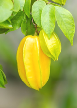 Load image into Gallery viewer, Carambola, Star Fruit Sri Kembangan