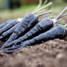 Load image into Gallery viewer, Carrot, Black Nebula