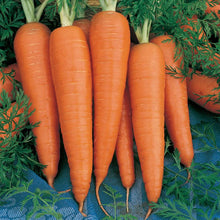 Load image into Gallery viewer, Carrot, Danvers - Organic