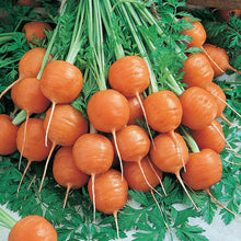 Load image into Gallery viewer, Carrot, Parisian - Organic