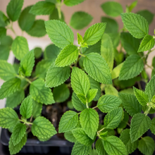 Load image into Gallery viewer, Catnip, Lemony