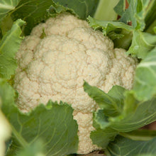 Load image into Gallery viewer, Cauliflower, Snowball - Organic