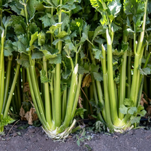 Load image into Gallery viewer, Celery, Tendercrisp