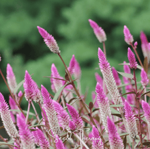 Load image into Gallery viewer, Celosia, Flamingo Feather