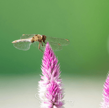 Load image into Gallery viewer, Celosia, Flamingo Feather