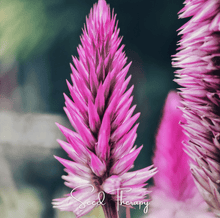 Load image into Gallery viewer, Celosia, Flamingo Feather