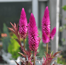 Load image into Gallery viewer, Celosia, Flamingo Feather