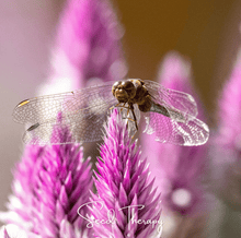 Load image into Gallery viewer, Celosia, Flamingo Feather
