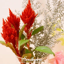 Load image into Gallery viewer, Celosia, Nana Glitter Scarlet