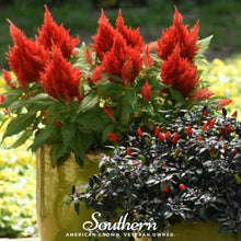 Load image into Gallery viewer, Celosia, Nana Glitter Scarlet