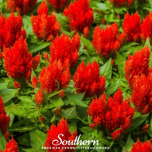 Load image into Gallery viewer, Celosia, Nana Glitter Scarlet