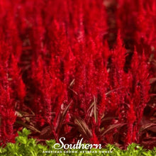 Load image into Gallery viewer, Celosia, Nana Glitter Scarlet