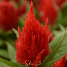 Load image into Gallery viewer, Celosia, Scarlet Plume