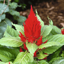 Load image into Gallery viewer, Celosia, Scarlet Plume