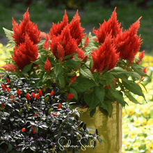 Load image into Gallery viewer, Celosia, Scarlet Plume