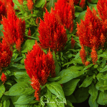 Load image into Gallery viewer, Celosia, Scarlet Plume